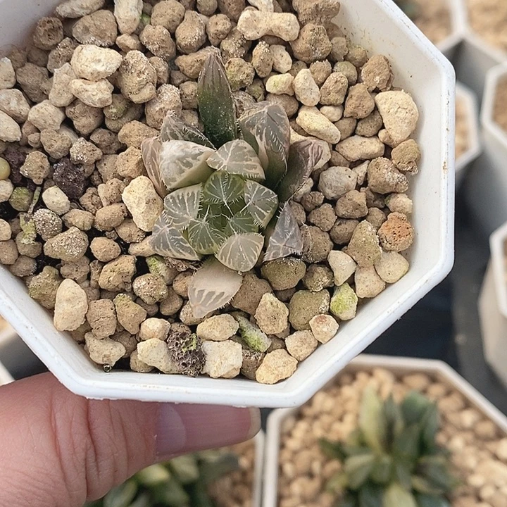 十二卷玉露锦1111