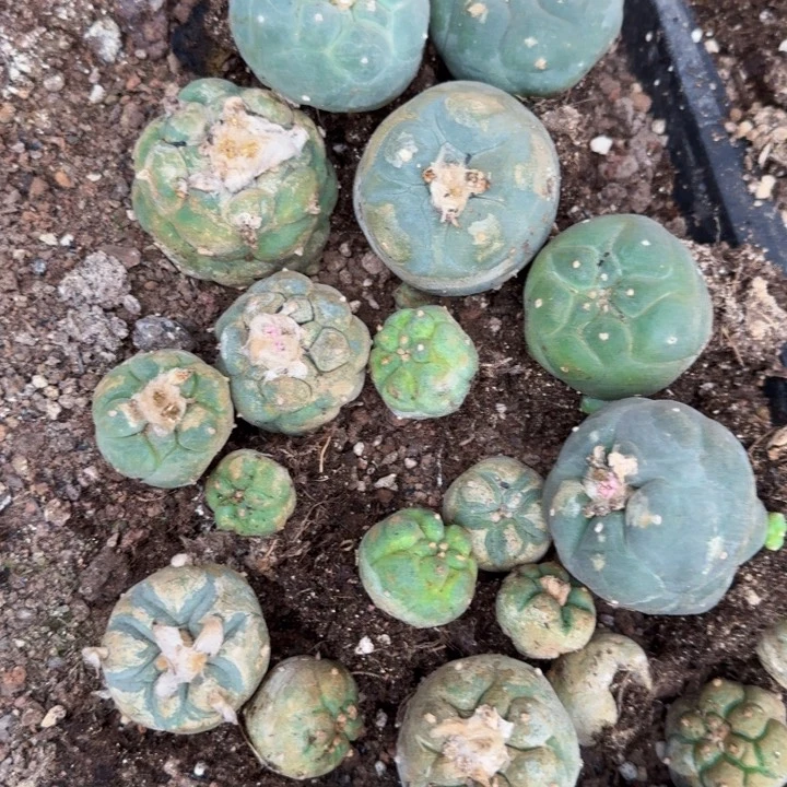 亦***兮无花朵581一筐仙有根