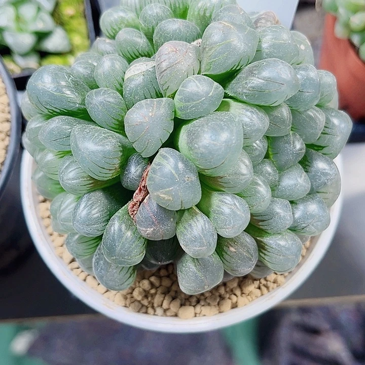 母本玉露多肉植物66666