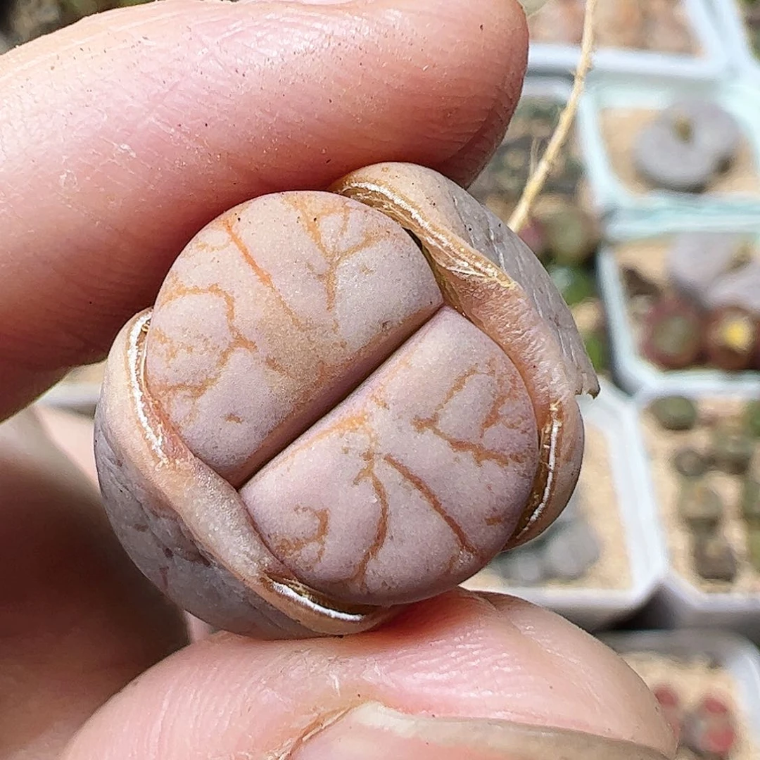 无花朵留碟拿铁一颗…………………