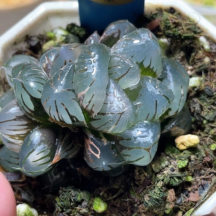 520双头皓月锦特选福利