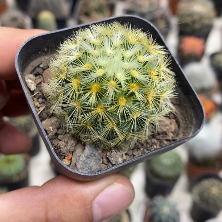 实生金刺嘉文丸特价