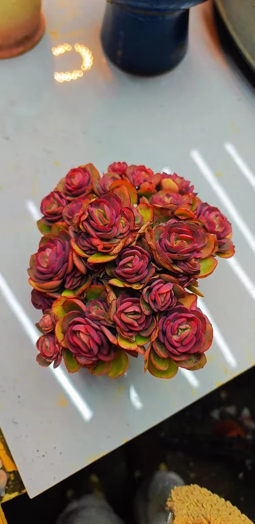 小叶秀妍（带盆发货）