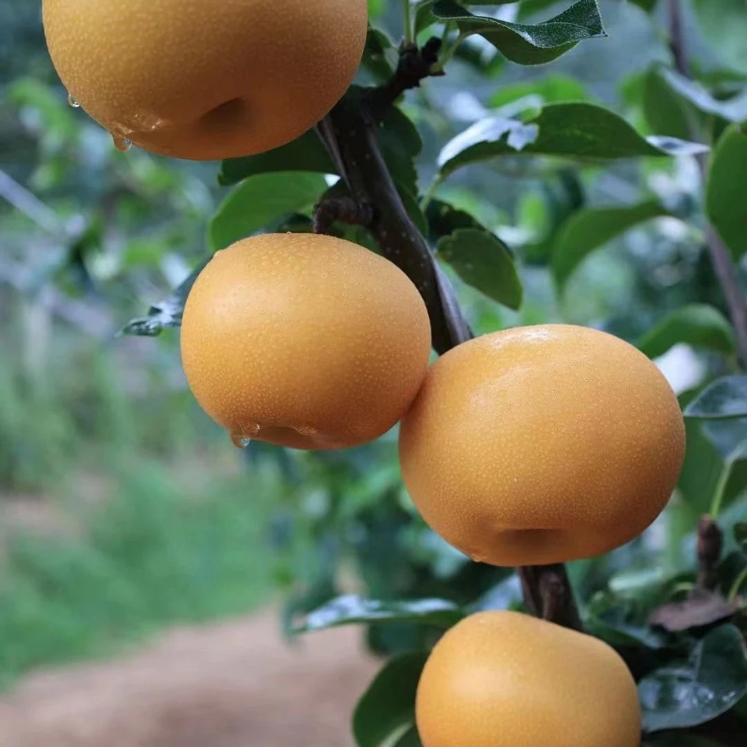 正宗秋月梨树苗庭院果园种植秋月梨鲜果新鲜梨子