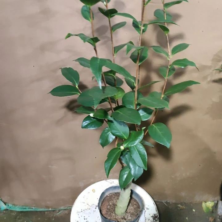 195白五，原盆原土发货，不包邮