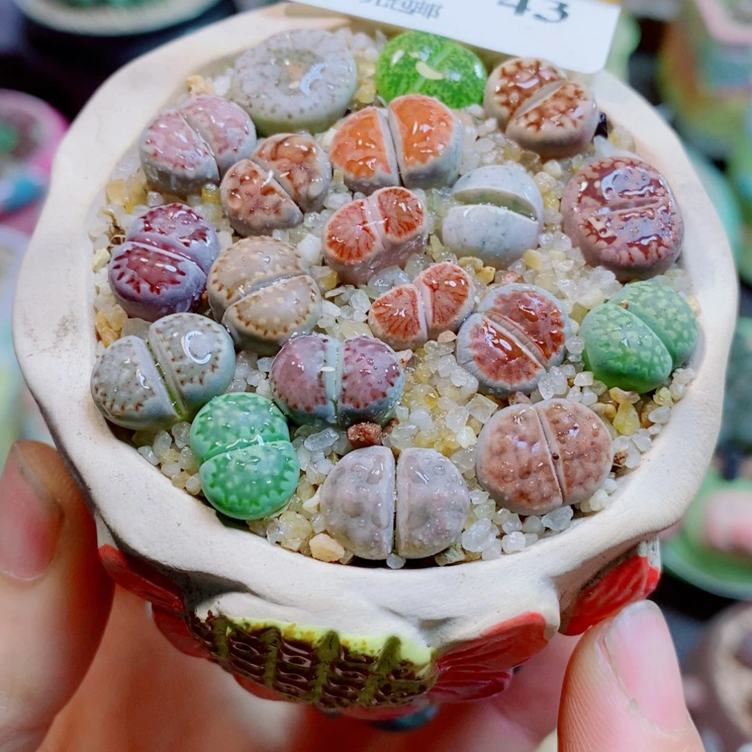 生石花花哈哈哈哈43