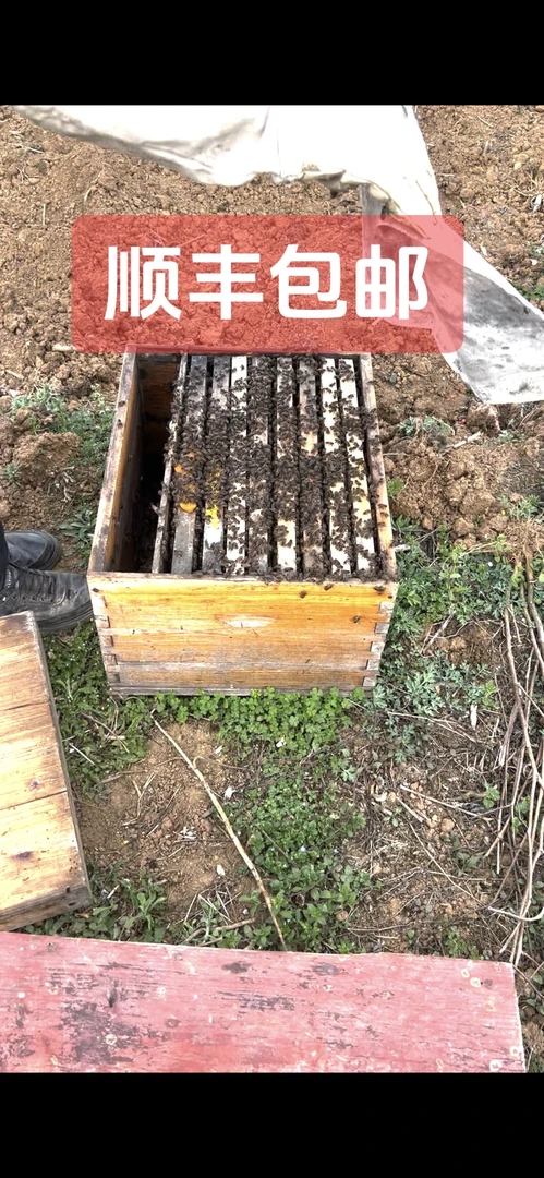 贵州中峰带箱带王