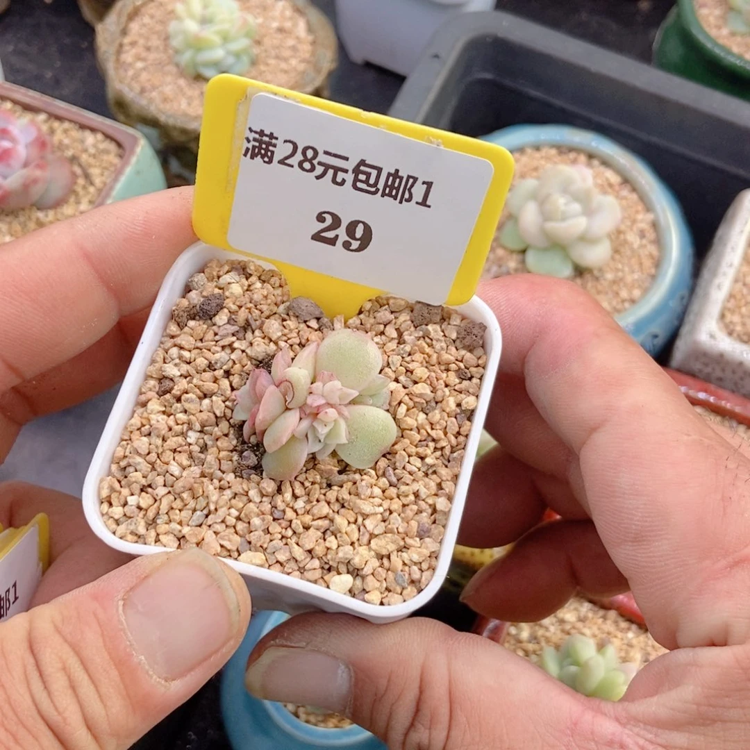 129水晶虾饺变异群多肉