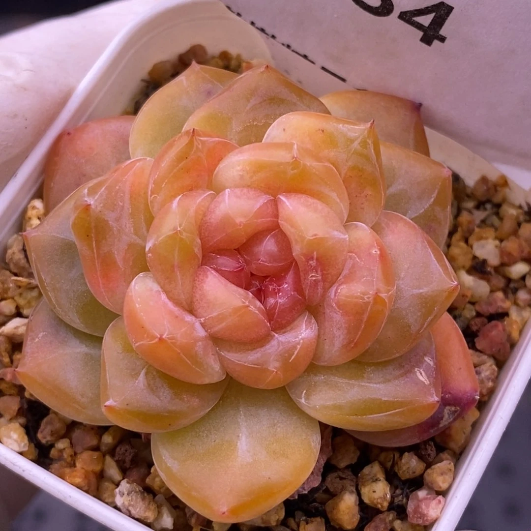 【闪购商品】13-34