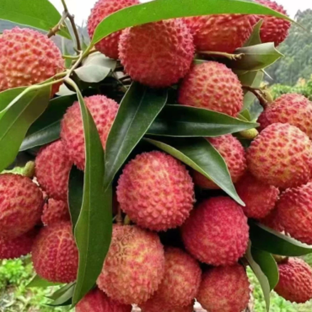 桂味荔枝核小5斤