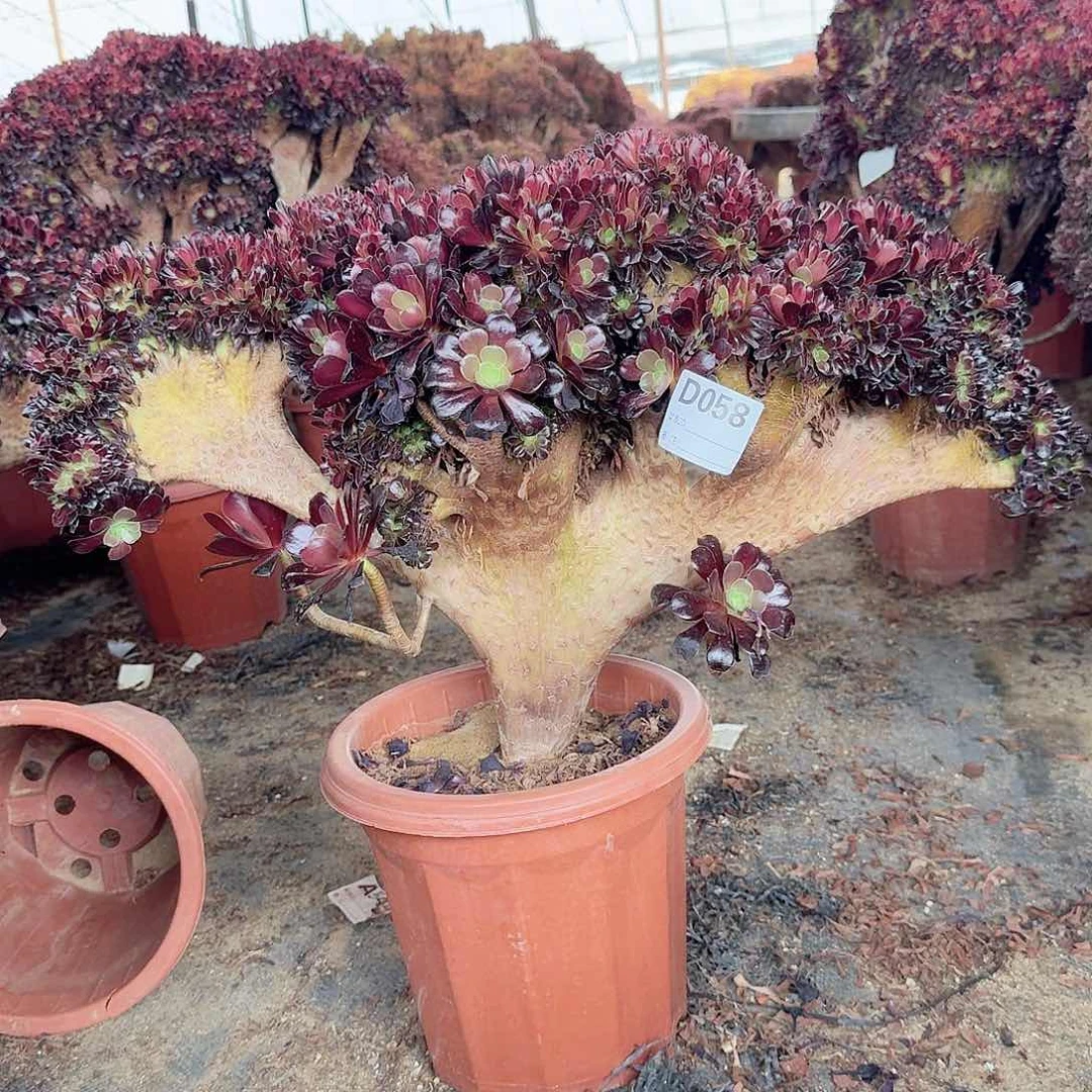 058欧紫一颗呀呀