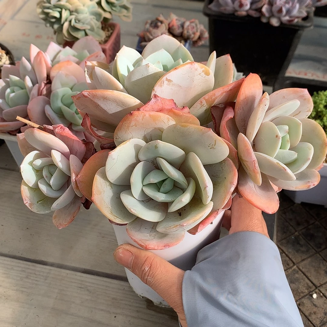 364国版奶茶多肉一颗19.5厘米