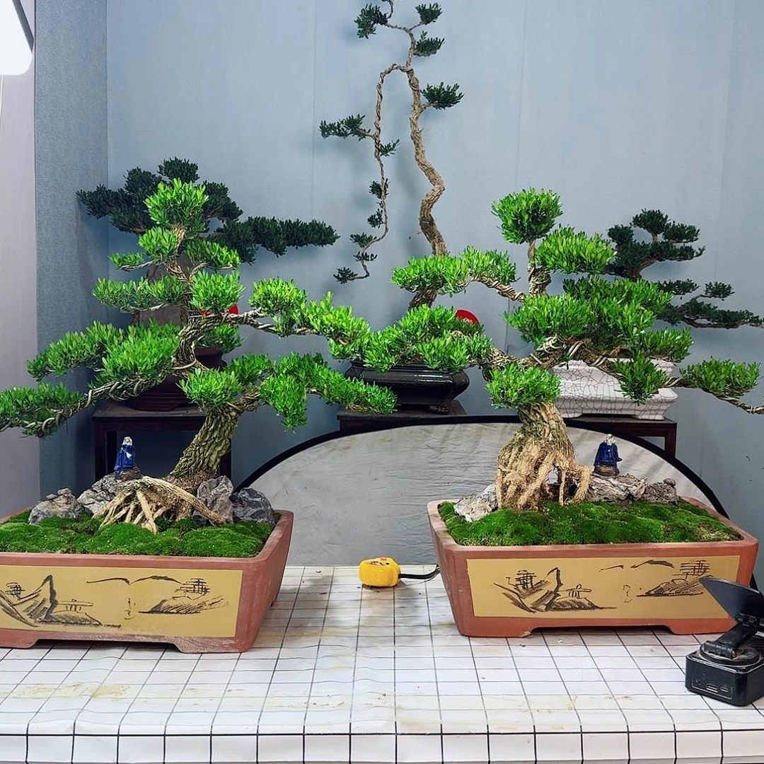 敏****）广东皱皮雀舌黄杨