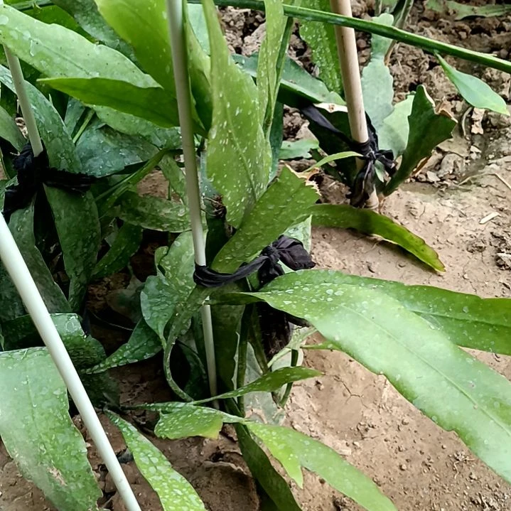 完全开放逆**舟令箭何花小叶昙花