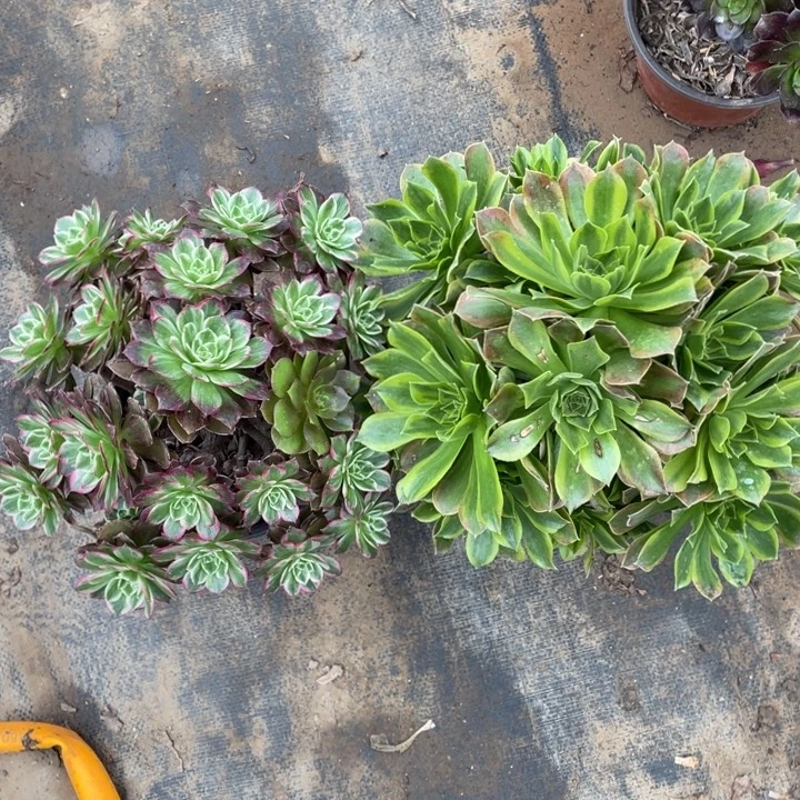 两颗莲花加青檬多肉植物多肉植物48
