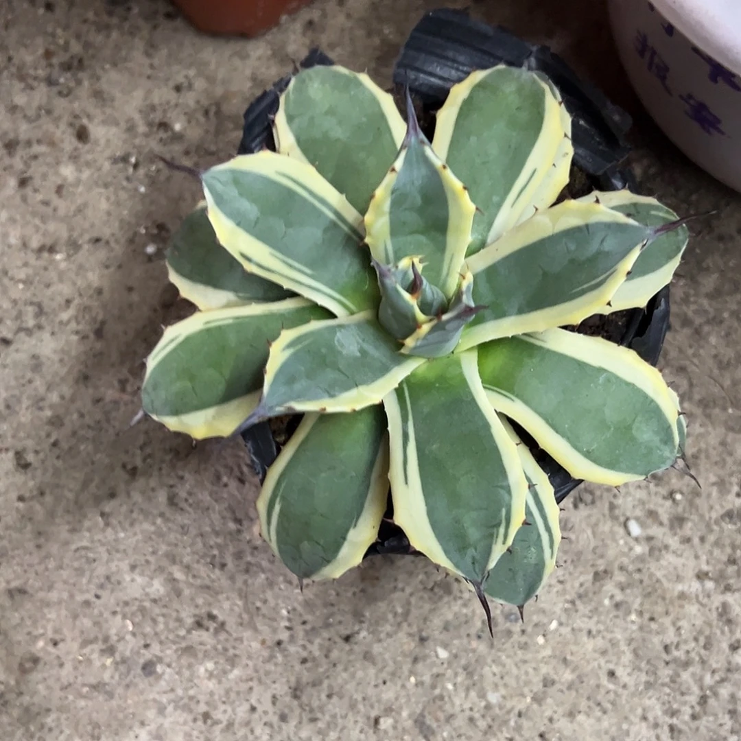 吉祥天锦大龙舌兰植物
