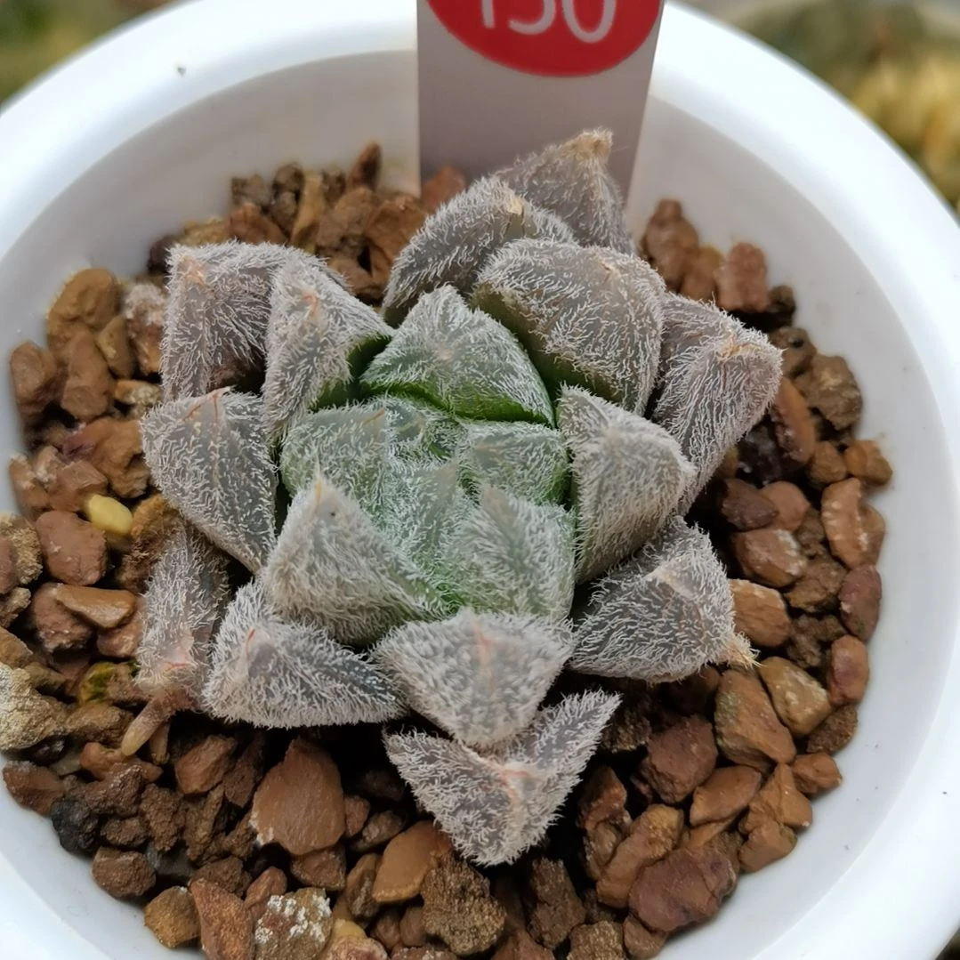 150号梦露玉露一物一拍带盆土发货