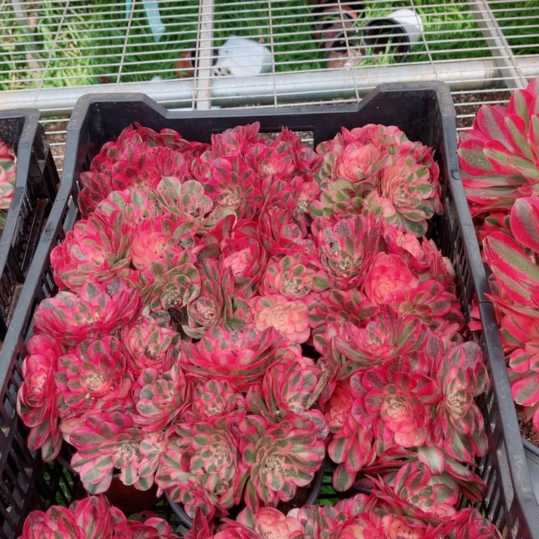 小号荔枝量拍多肉法师