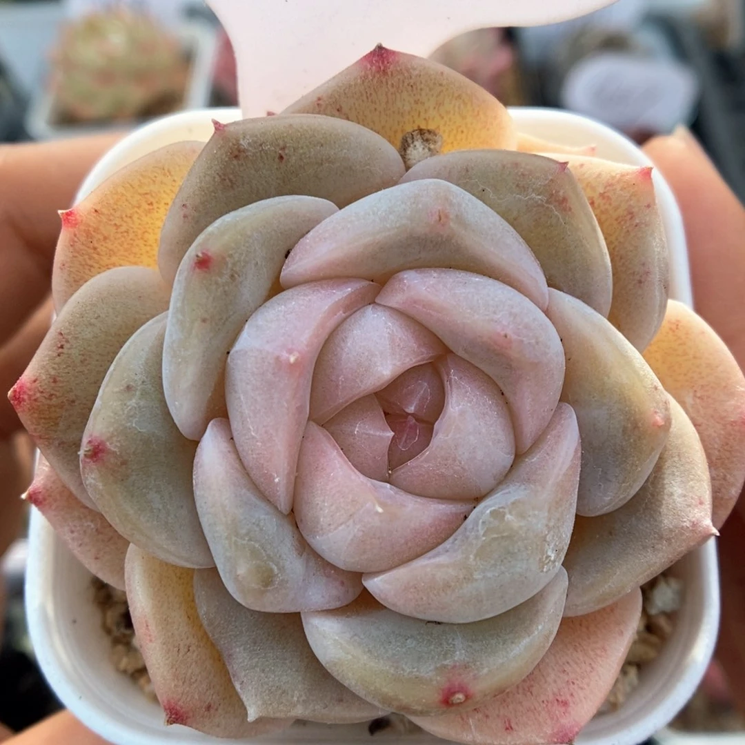 良辰可拍722号。