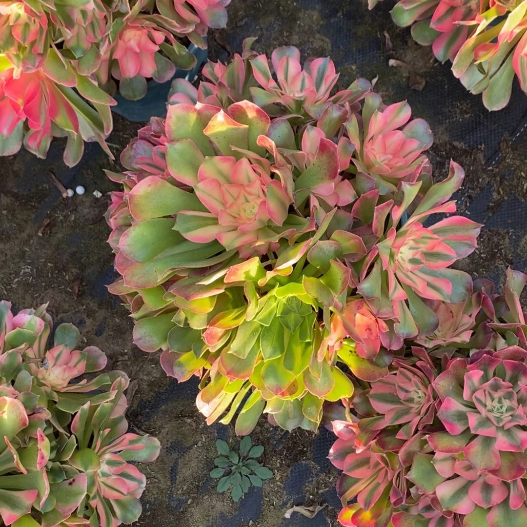 不开花植物379号香妃花脸多肉