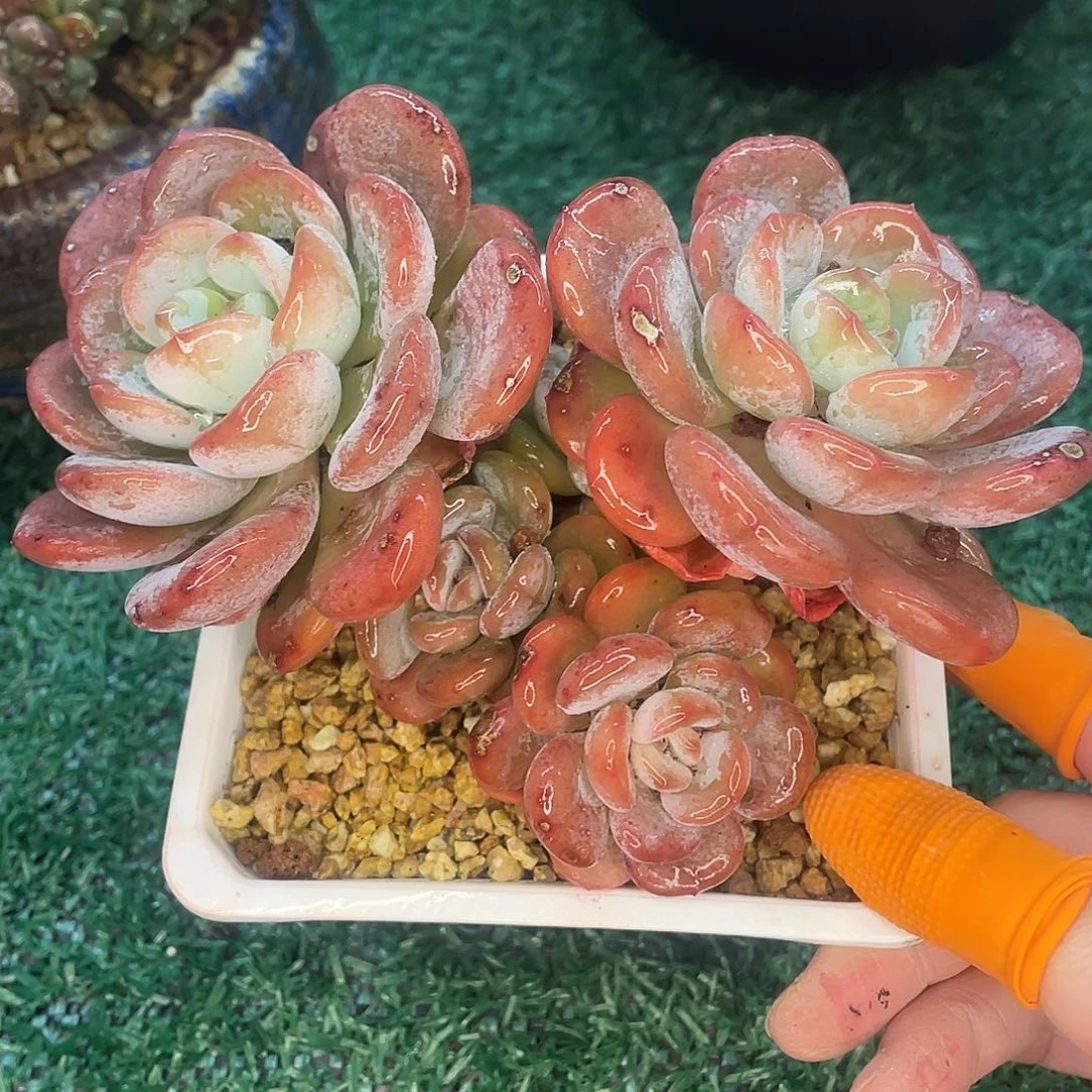 香橙一物一拍28包邮非偏远