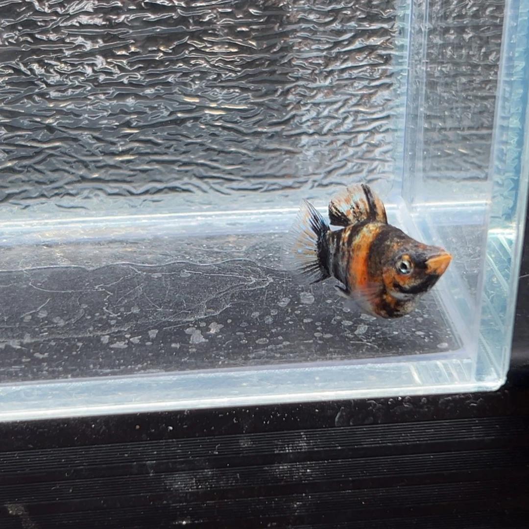 孔雀鱼玛丽鱼一条虎皮油画公