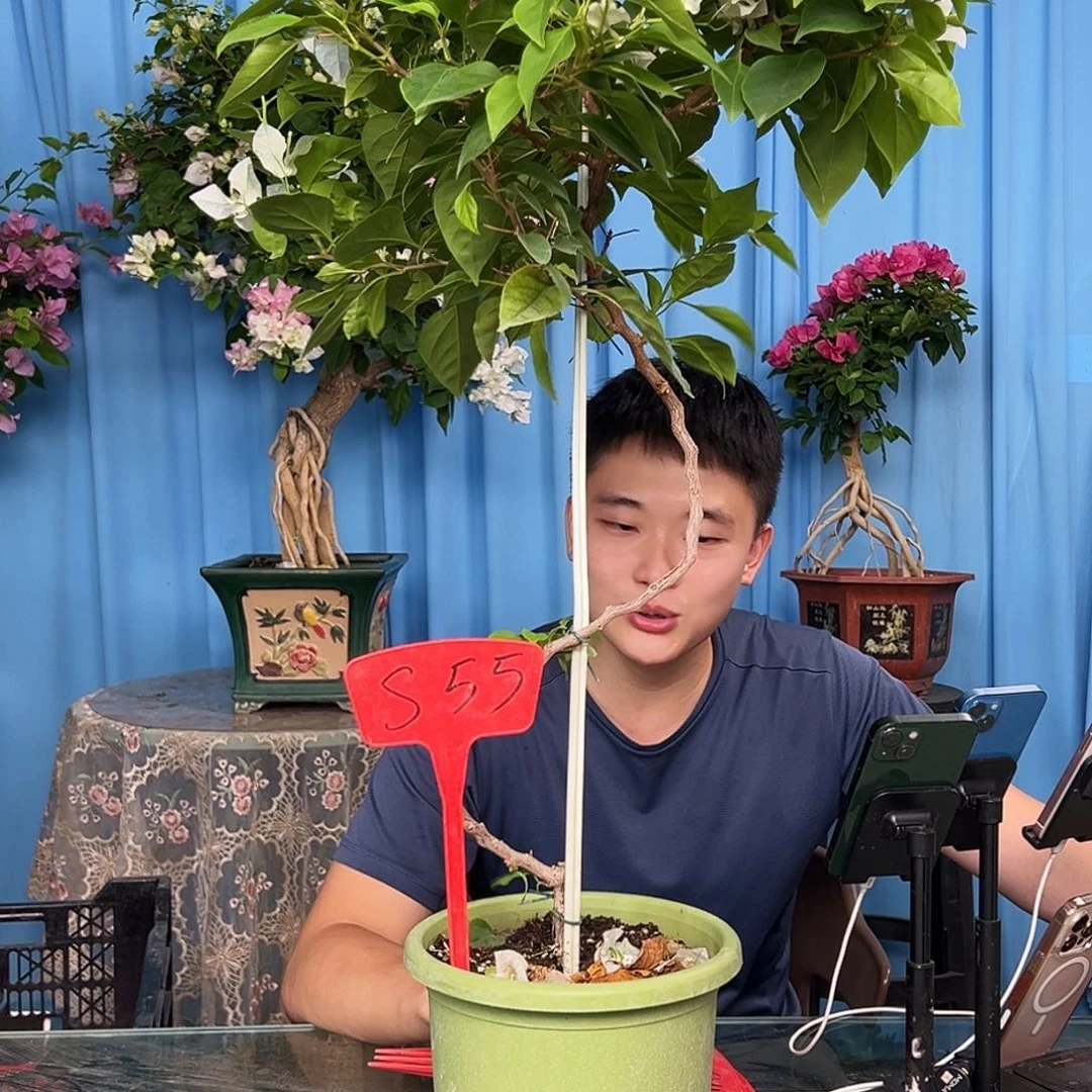 小***绿当前无花栽培后可以开花S55白狐狸
