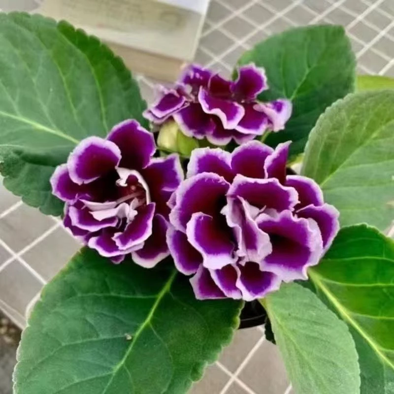 重瓣芙蓉花【紫色白边】富贵芙蓉花卉室内观赏盆栽带花苞四季开花