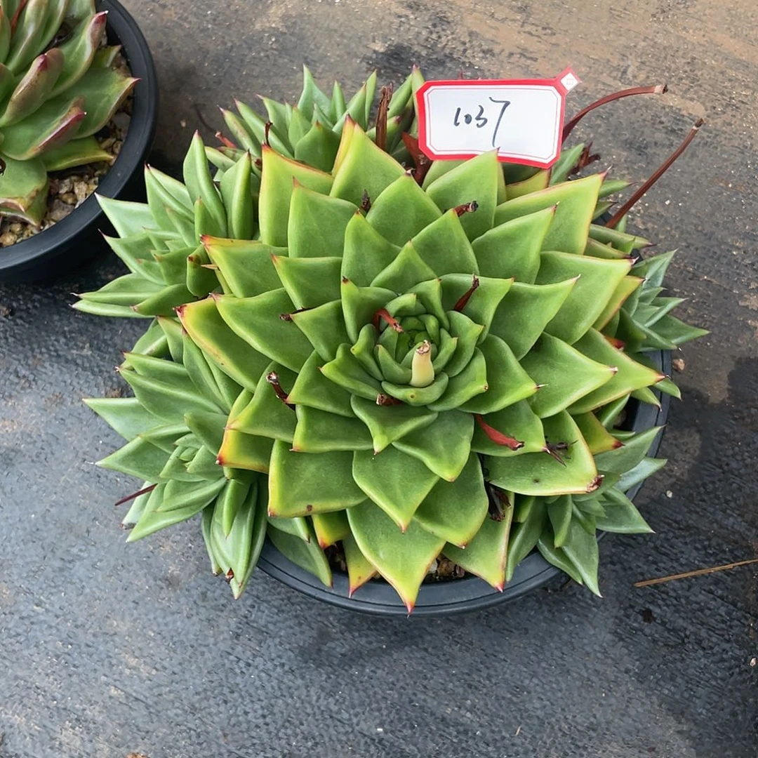 若如东云多肉东云组拍1037