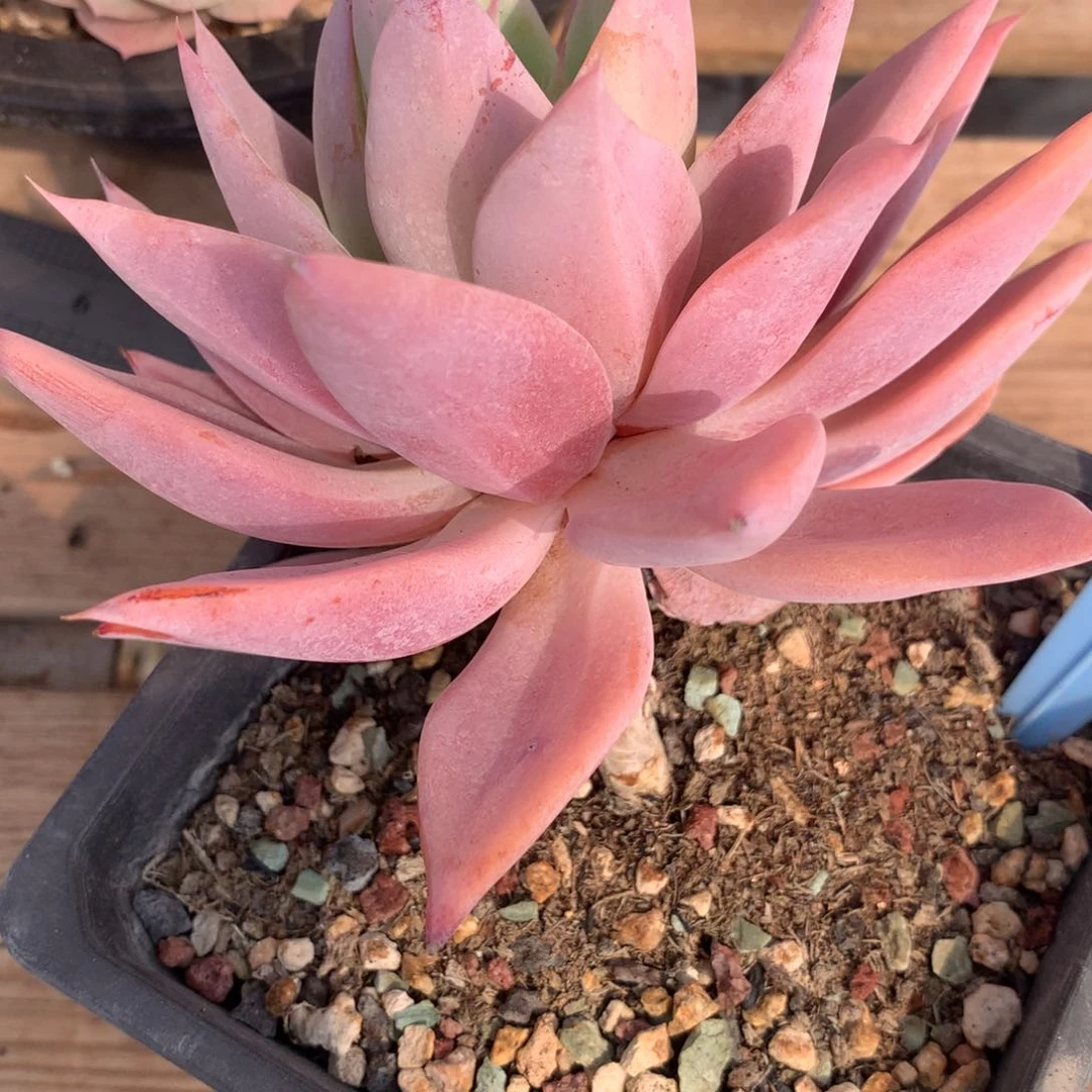 御****备350309-01焰火