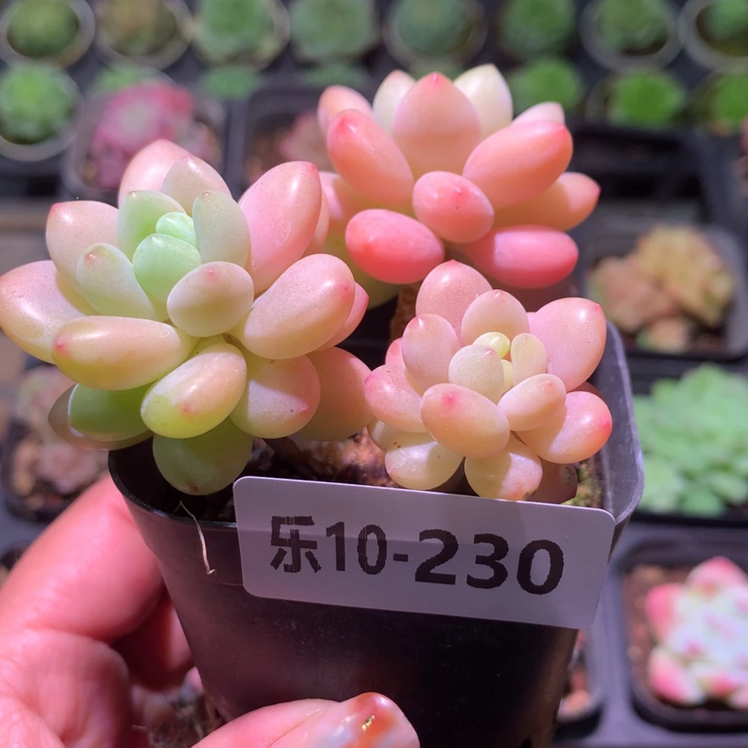 乐然10-230 洛可可群