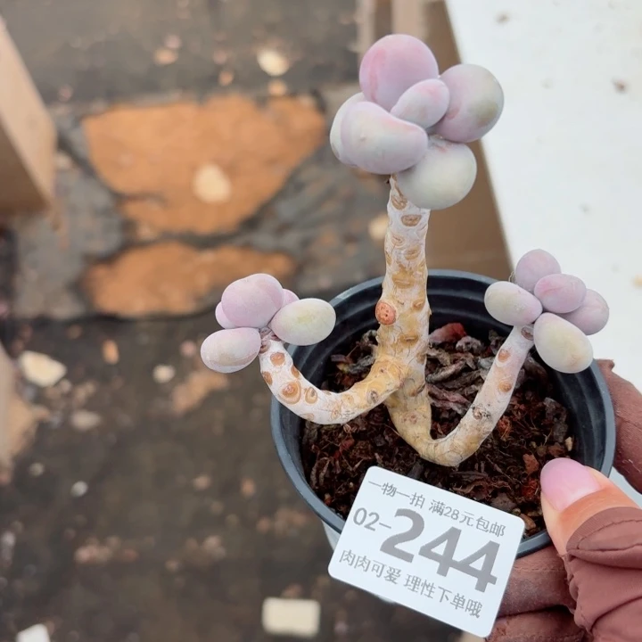 腰子蛋无盆土发货多肉多