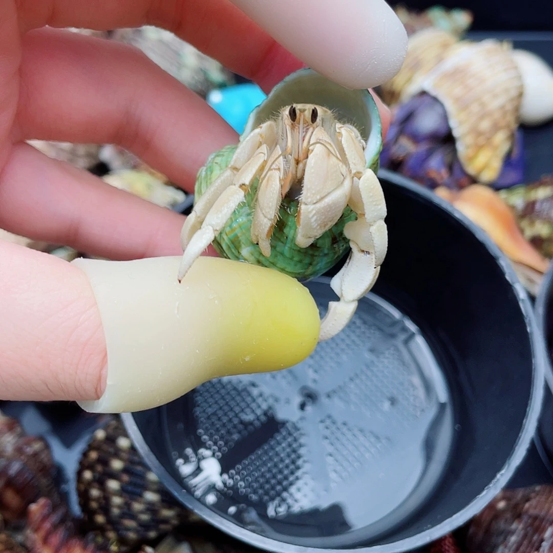 2口奶白色系外岛白灰白