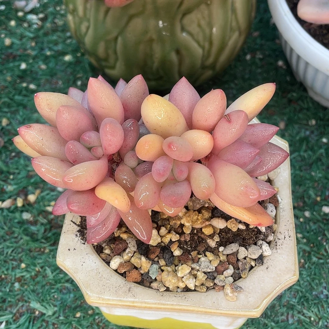 桃花源朵朵一物一拍28包邮非偏远