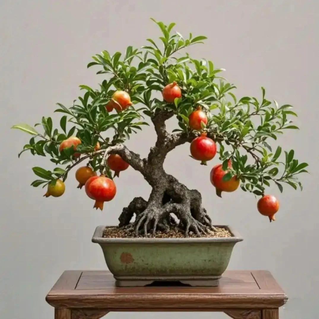 大红袍盆栽地栽植物观赏，适合庭院别墅办公室