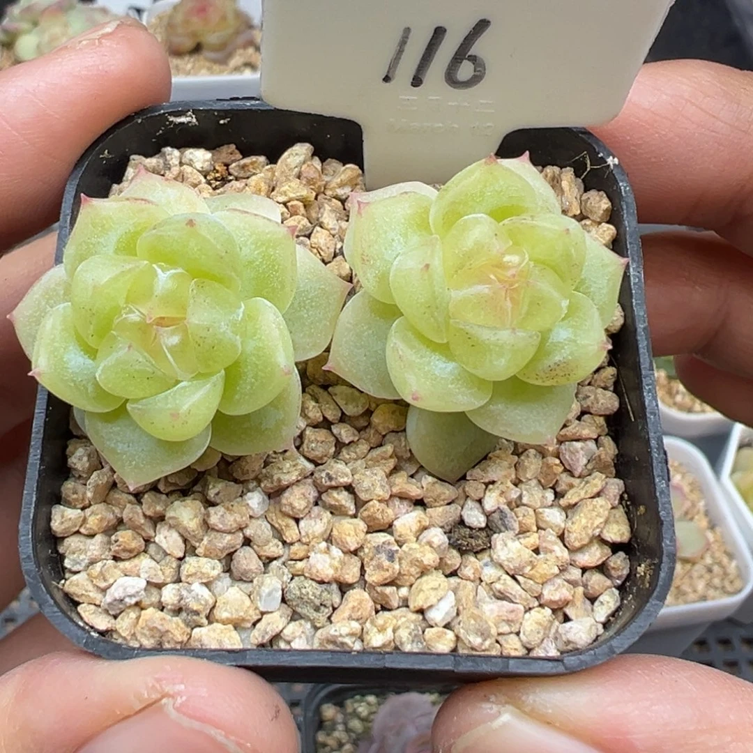 116号财富密码8888