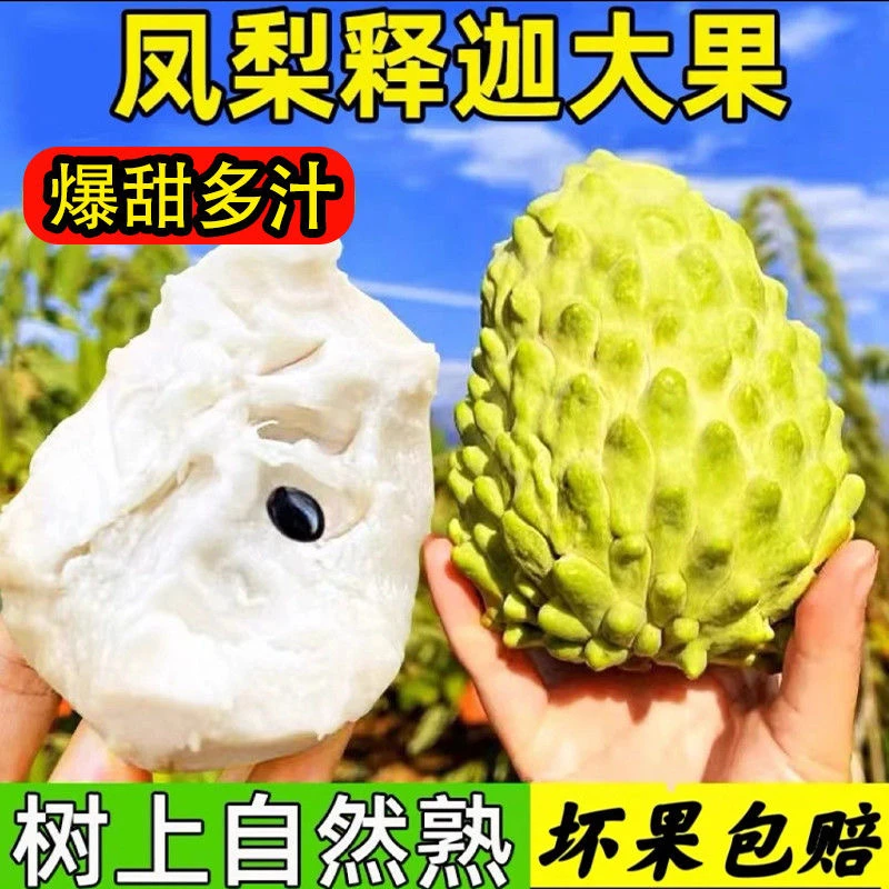 【果王链接】云南高原第5代牛奶凤梨释迦果纯甜应季水果