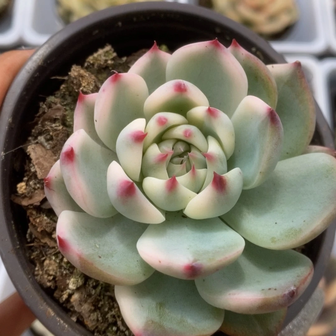 078锦锦锦锦锦锦锦锦