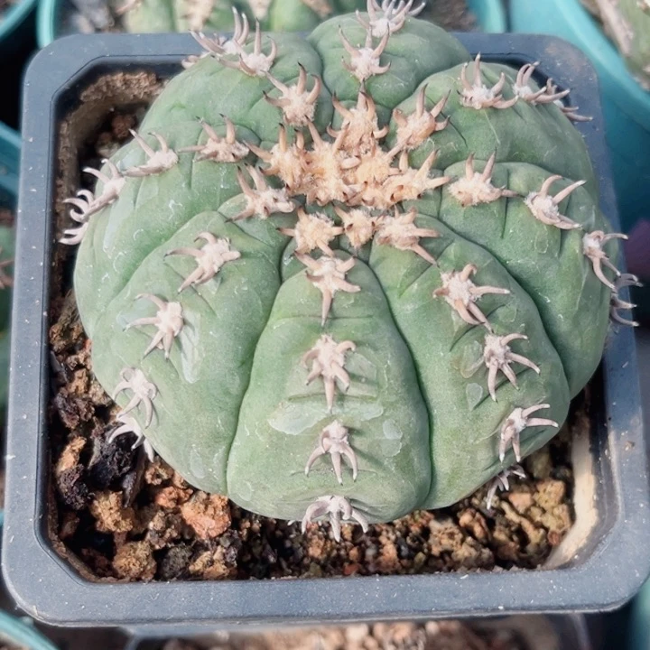 小*实生猫爪仙人球开花