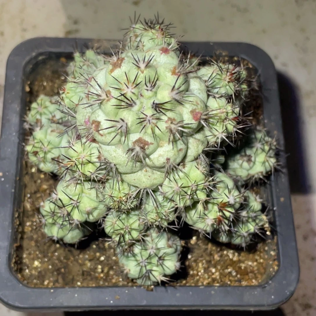 无花朵落地自根 帝王丸群体