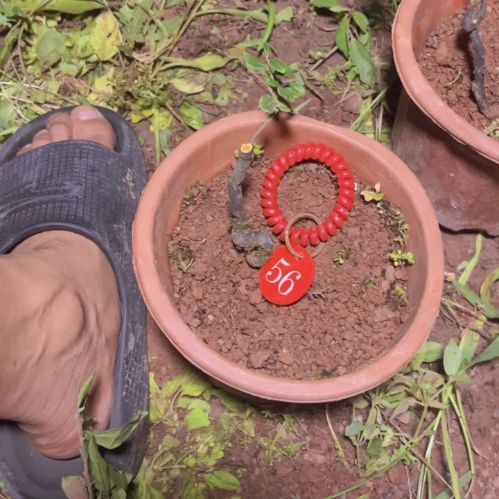 无花朵胡****金弹子