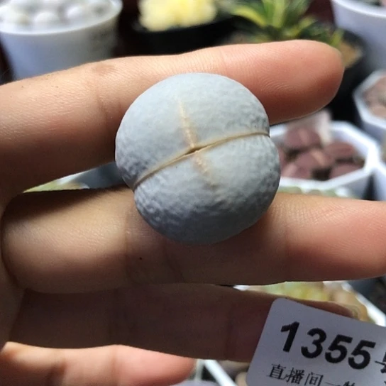 1355，2.7厘米高尔夫