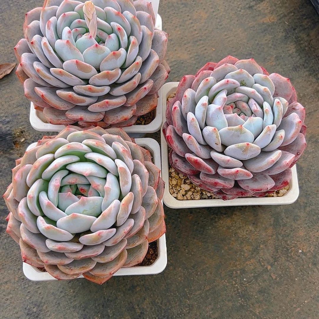 用****2橙梦露三颗1241号一物一拍