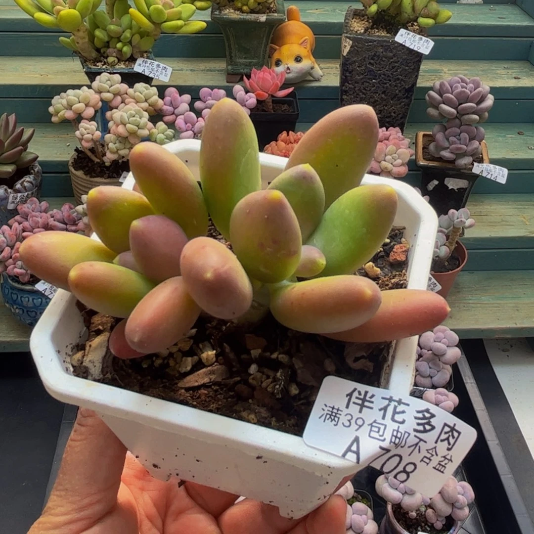 708芒果奶苗8cm多肉