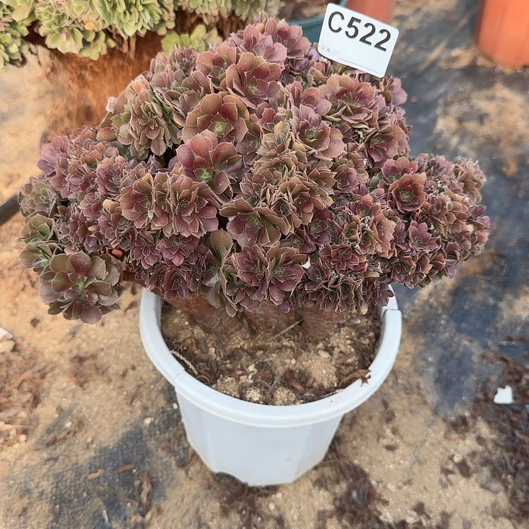 522玫瑰朵朵一颗呀呀