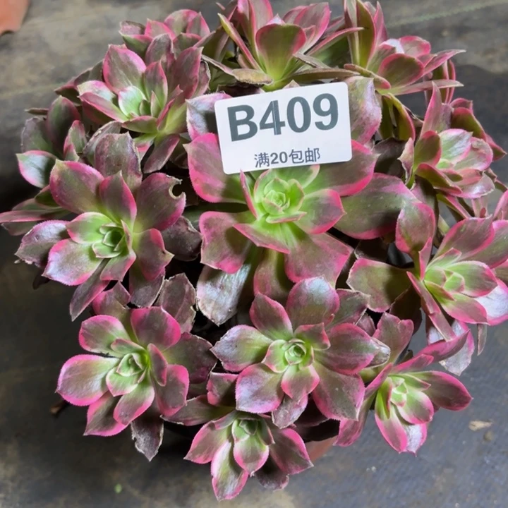 瑞妈多肉植物，409浣纱