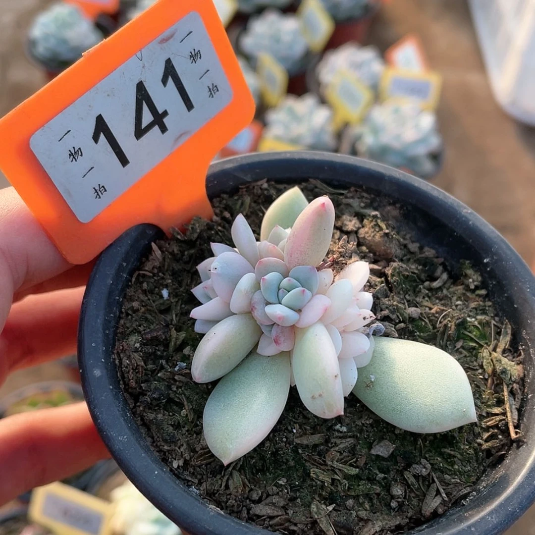 【闪购商品】141号