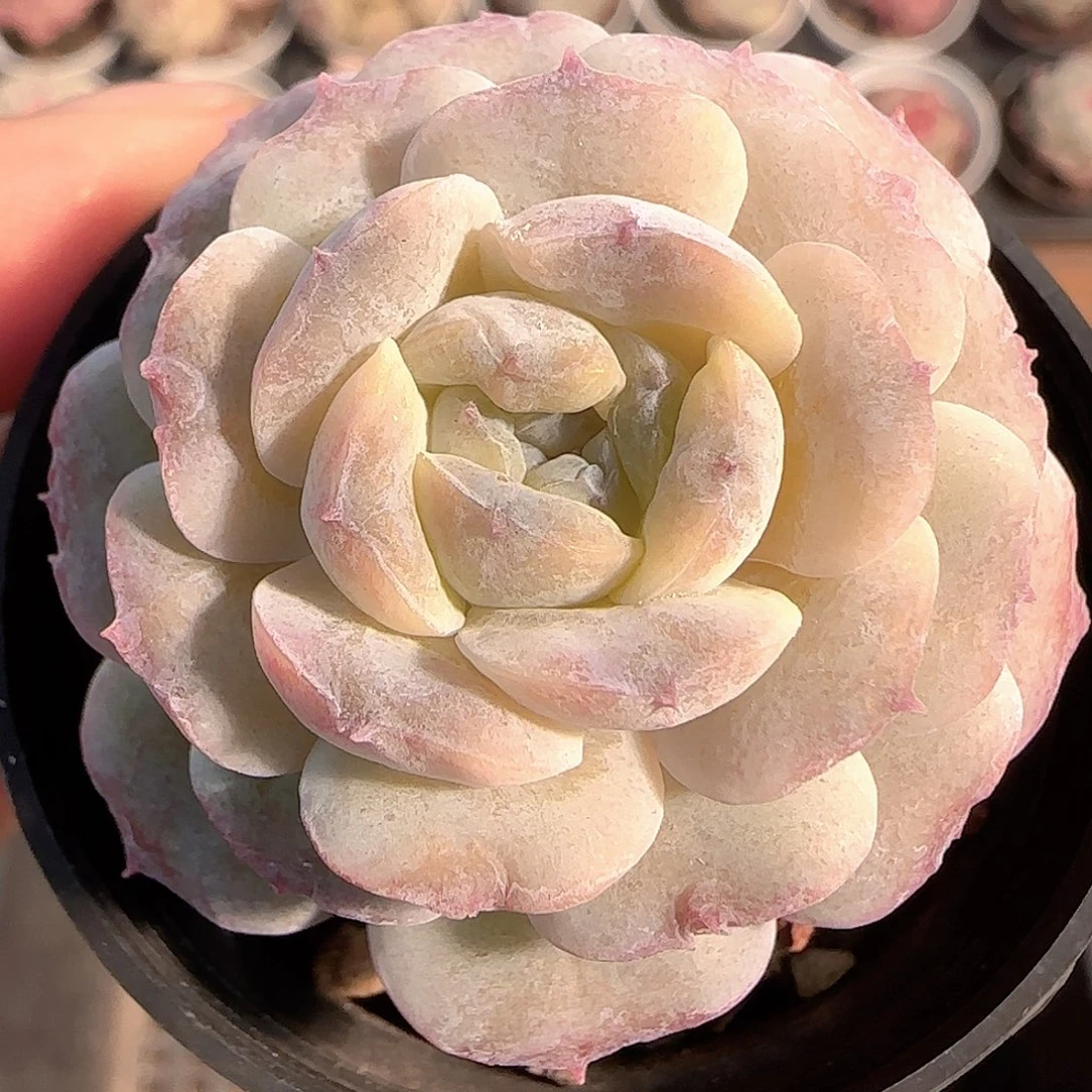 多肉1205-264纯爱