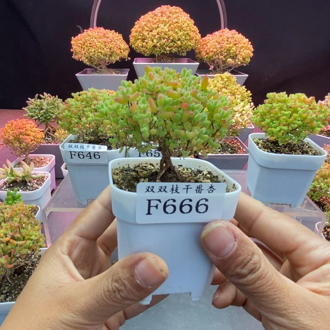 666蜜橘。