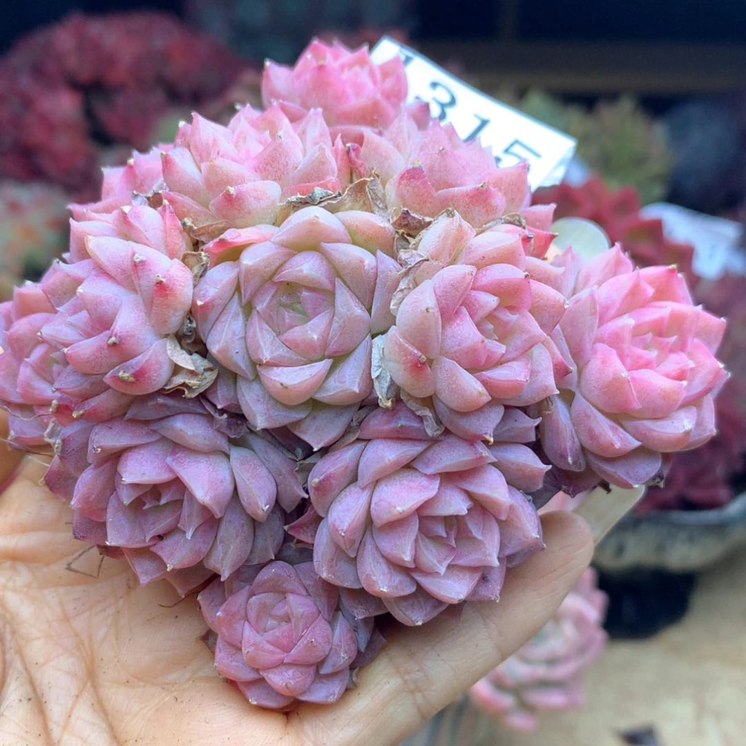 张*然1315杂交多肉植物基地